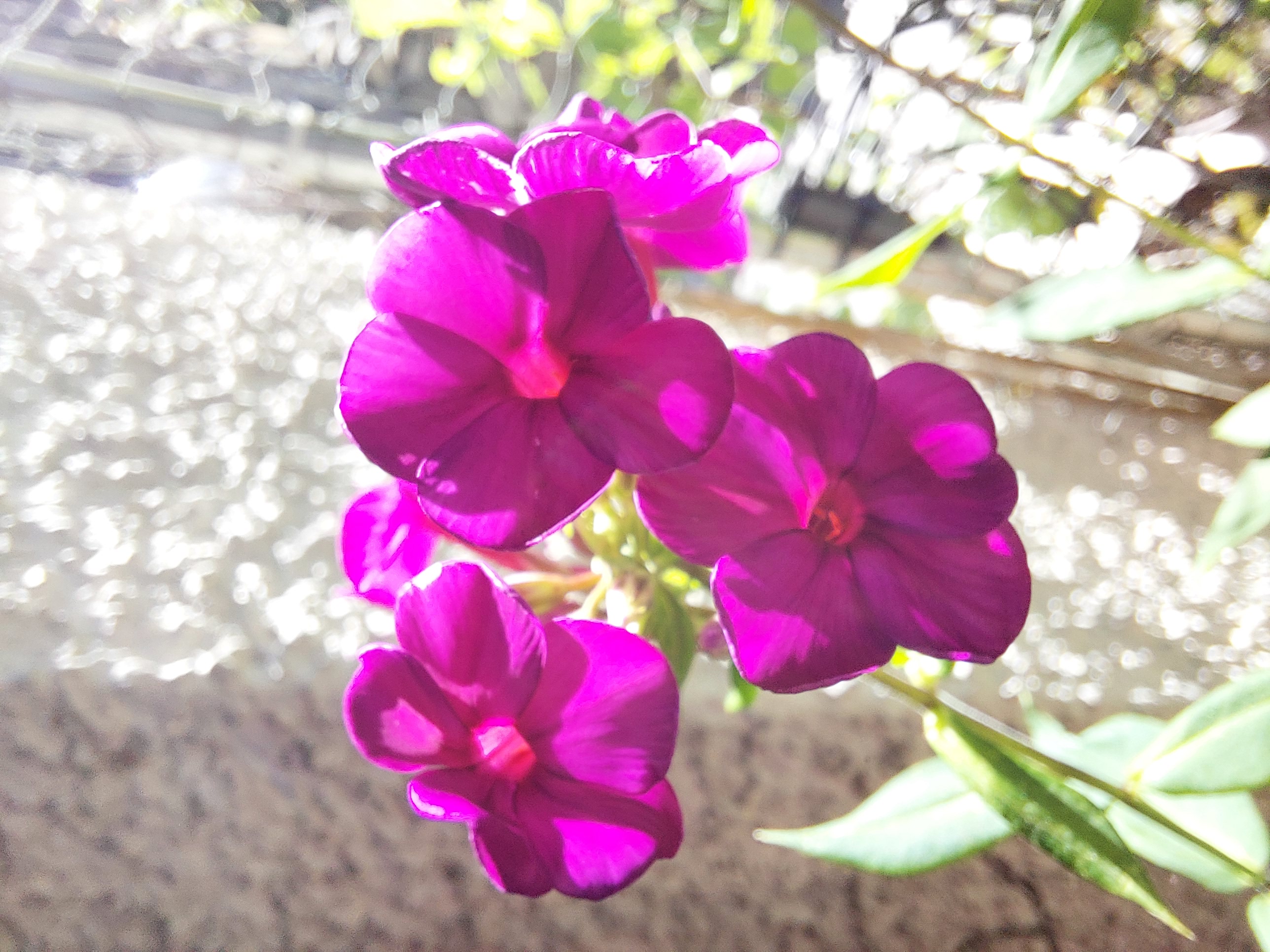 Phlox